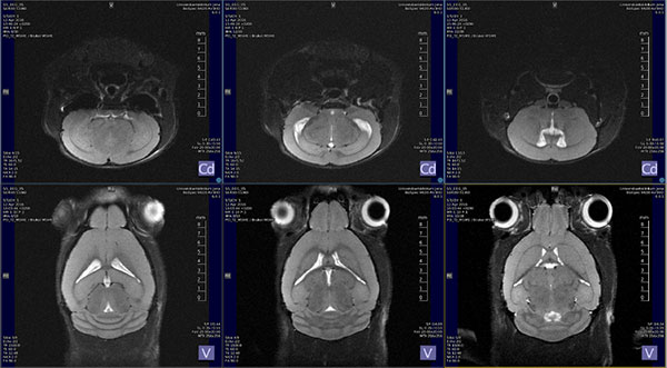 Figure 3 Representative T2 weighted mouse brain images acquired with DOTY 400 MHz 1H Rx surface coil on a 9.4 Tesla Bruker BioSpec small animal MR system (Bruker BioSpin MRI, Ettlingen, Germany). The right hand scale is for visual measurement of signal change as a function of distance below the surface coil loop.