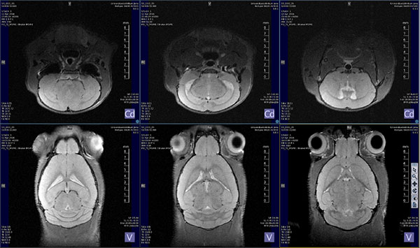 Figure 5 Representative proton density weighted mouse brain images acquired with DOTY 400 MHz 1H Rx surface coil.