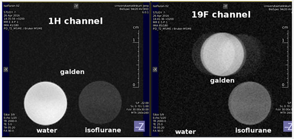 Figure 2.   9.4 T 1H and 19F images of tubes of water, Isoflurane, and Galden™ PFPE (perfluoropolyether) phantoms.   Accordingly, the water sample is bright in the 1H scan and invisible on the 19F channel; Isoflurane, with a mixture of 19F and 1H, is visible on both channels; the 100% fluorinated PFPE is invisible on the 1H channel and bright on the 19F channel.  Note that the artifacts/ghosting effect appearing for the PFPE tube is not from the coil, but rather is due to multiple 19F resonance frequencies (and a large 19F chemical shift) which causes multiple (ghost-like) images.  Localization is excellent on both channels.   